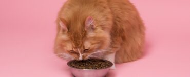 Tendințele în hrana pentru pisici
